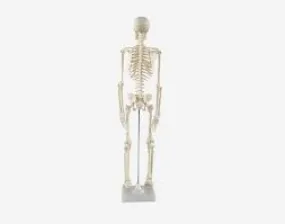 Human Skeleton Model Small Size 85cm QH3302-3